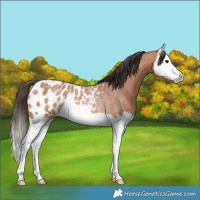 Horse Color:Bay Roan Splash Appaloosa Rabicano 