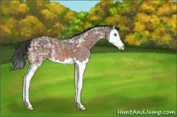 Horse Color:Bay Ice Splash 