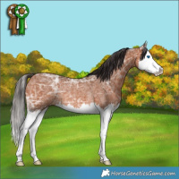 Horse Color:Bay Ice Splash Rabicano 