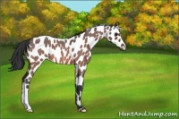 Horse Color:Brown Roan Appaloosa 