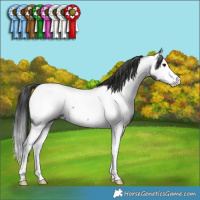 Horse Color:Blue Roan Splash Appaloosa Rabicano 