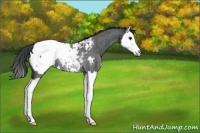 Horse Color:Blue Roan Splash Appaloosa Rabicano 