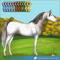 Horse Color:Bay Roan Splash Near Fewspot Rabicano 