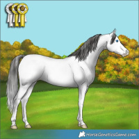 Horse Color:Blue Roan Splash Fewspot Rabicano