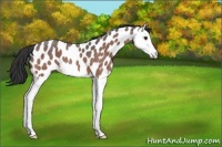 Horse Color:Bay Roan Splash Leopard 