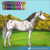Horse Color:Bay Ice Roan Splash Appaloosa 