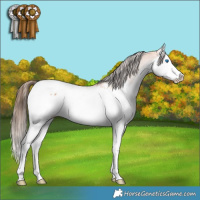 Horse Color:Bay Roan Splash Near Fewspot 