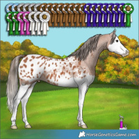 Horse Color:Bay Splash Appaloosa