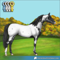Horse Color:Black Near Fewspot 