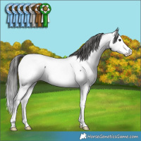 Horse Color:Black Splash Near Fewspot Rabicano 