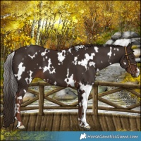 Horse Color:White Spotted Liver Chestnut 
