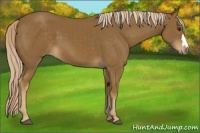 Horse Color:Chocolate Palomino 