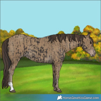 Horse Color:Smoky Black  and Classic Cream Champagne 
