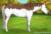 Horse Color:Chestnut Splash 