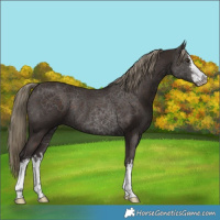 Horse Color:White Spotted Liver Chestnut Rabicano 