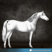 Horse Color:Gray Black 