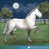 Horse Color:Gray White Spotted Liver Red Dun 