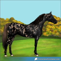Horse Color:Void White Spotted Amber Champagne Splash Appaloosa 