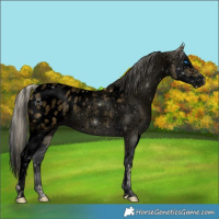 Horse Color:Void Palomino Roan Splash Blanket Rabicano 