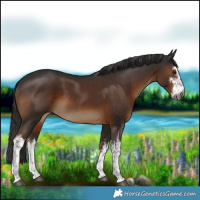 Horse Color:Gray White Spotted Liver Chestnut 