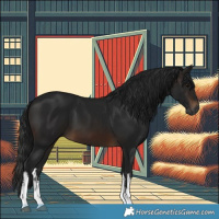 Horse Color:Gray White Spotted Brown 