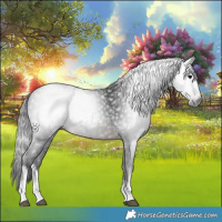 Horse Color:Gray White Spotted Brown 