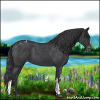 Horse Color:White Spotted Blue Roan Varnish 