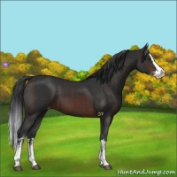Horse Color:Brown Sabino Splash Appaloosa  and Brown Sabino Splash Appaloosa 