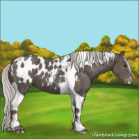 Horse Color:Silver Black Tobiano Appaloosa 