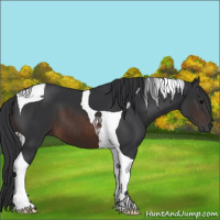 Horse Color:Brown Tobiano 