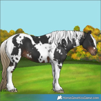 Horse Color:White Spotted Liver Chestnut Tobiano 
