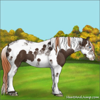 Horse Color:Liver Chestnut Splash Tobiano 