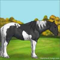 Horse Color:Black Tobiano 