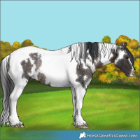 Horse Color:White Spotted Brown Tobiano Rabicano