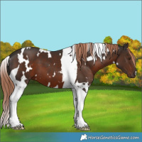 Horse Color:White Spotted Liver Chestnut Tobiano 