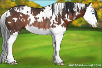 Horse Color:White Spotted Brown Splash Rabicano 