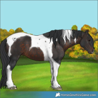 Horse Color:Brown Tobiano 