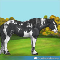 Horse Color:White Spotted Black Splash Tobiano 