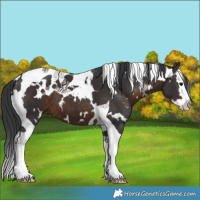 Horse Color:White Spotted Brown Splash Tobiano 