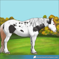 Horse Color:Liver Chestnut Splash Tobiano 