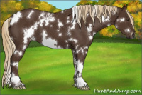 Horse Color:White Spotted Liver Chestnut 