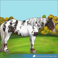 Horse Color:White Spotted Liver Chestnut Tobiano 