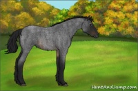 Horse Color:Gray Brown Roan Rabicano 