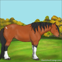 Horse Color:Bay Tobiano 
