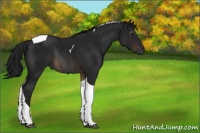 Horse Color:Gray Brown Tobiano Rabicano 