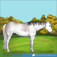 Horse Color:Gray Bay Splash Rabicano