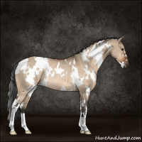 Horse Color:White Spotted Brown Dun Rabicano 