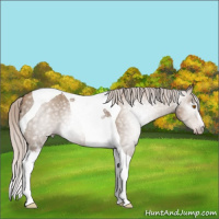 Horse Color:Gray White Spotted Silver Classic Champagne Tobiano 