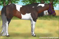 Horse Color:Brown Tobiano Rabicano