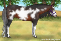 Horse Color:Brown Splash Frame 